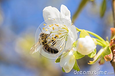 Bee Anthophila during the harvest of cherry tree Cerasus nectar Stock Photo